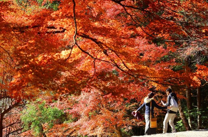 紅葉したモミジが並ぶ神護寺境内 今年の紅葉、見頃はいつ? 気象協会が予想発表