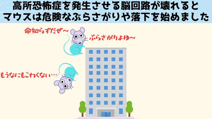 高さの恐怖から解放されたマウスは高所でのぶらさがりを楽しんだり飛び降りたりします