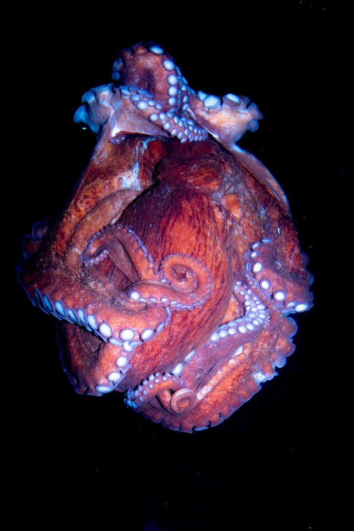 志賀理江子《行ってはいけない、戻ってこい》 2025年