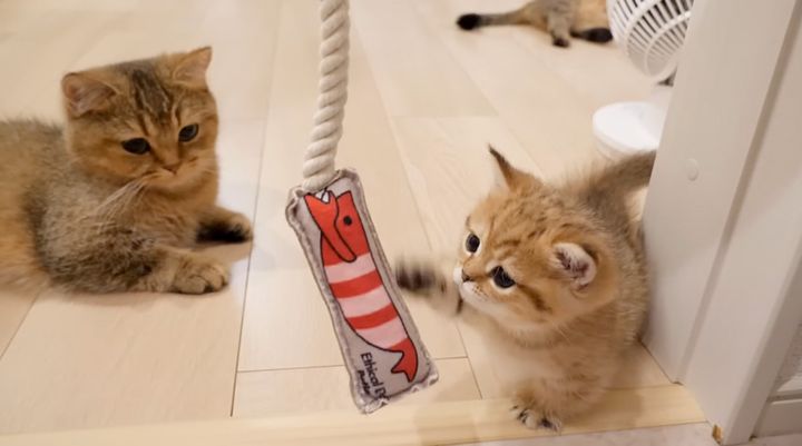 エビのオモチャで遊ぶ子猫達