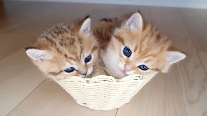 まるでカップケーキみたいな子猫達