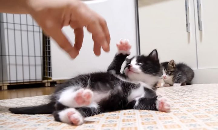 手を遊ぶ子猫