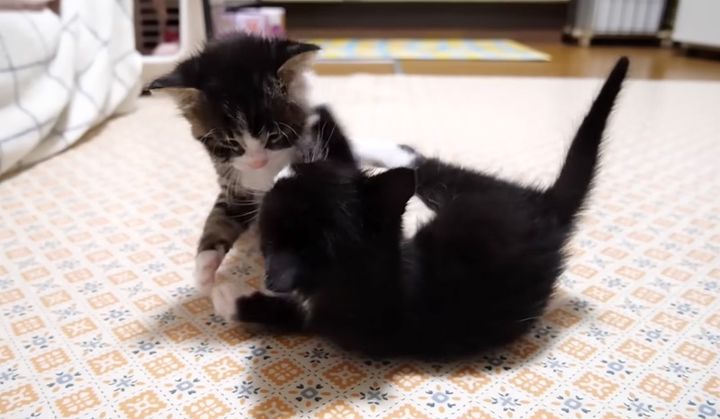 遊び回る子猫達