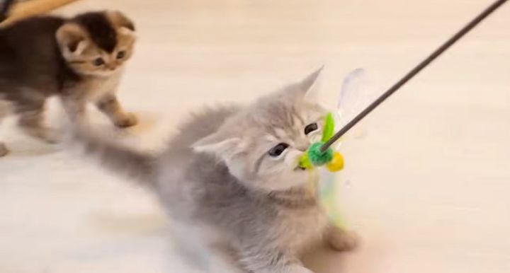 猫じゃらしを噛む子猫