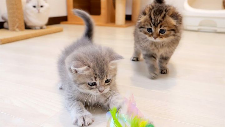 初めて猫じゃらしで遊んだ子猫達