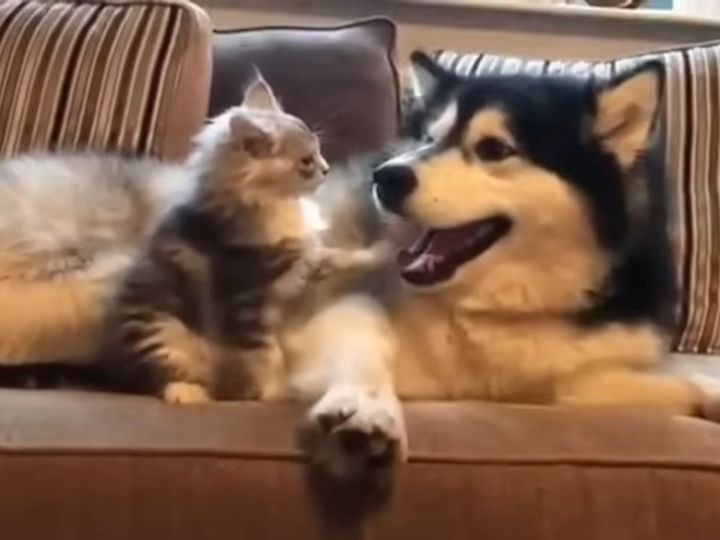 何度ガブガブとかまれても…