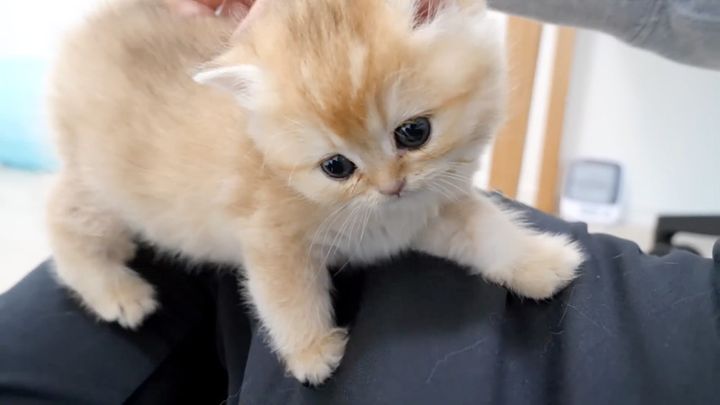 飼い主さんにくっつく子猫