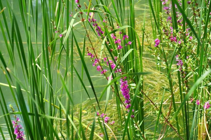 9月22日の花とは？【366日の誕生花と幸せの花言葉】