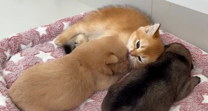 子犬達を世話する子猫