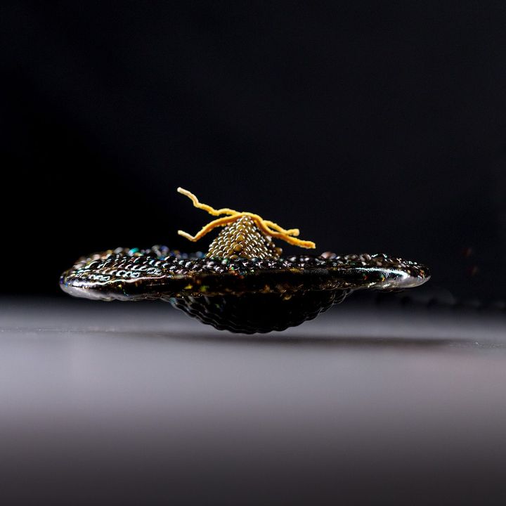 革新的な「アリニア」の料理