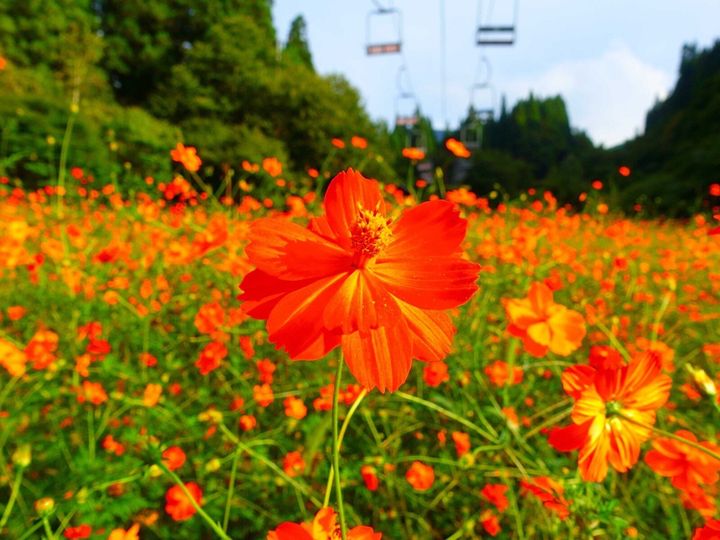 All About ニュース編集部は「コスモスの名所」に関するアンケート調査を実施。「好き＆行ってみたい北海道・東北地方のコスモスの名所」ランキングで1位に選ばれたのは？