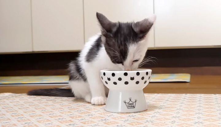 ご飯を食べる子猫