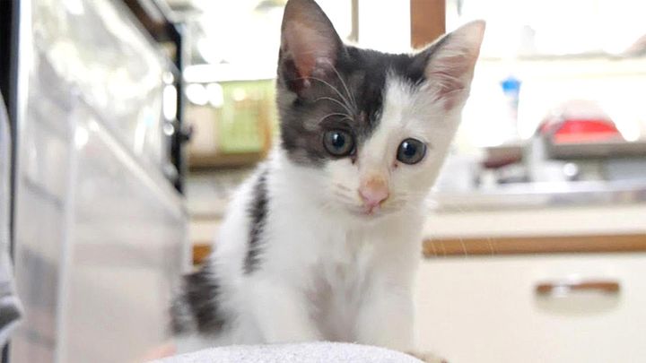 大ジャンプを成功させた子猫