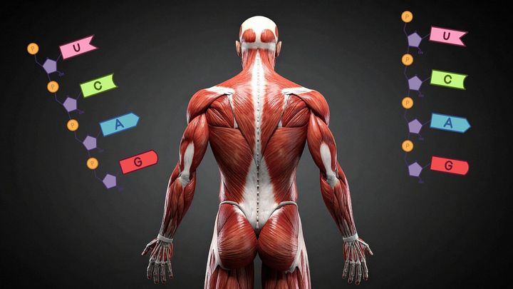 がんでの急激な体重減少は単に栄養を奪われているからではない