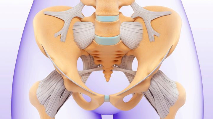 なぜヒトだけが立ち上がったのか？──骨盤が語る進化の謎