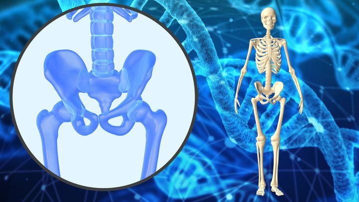 ヒトの二足歩行を可能にした遺伝子を解明！