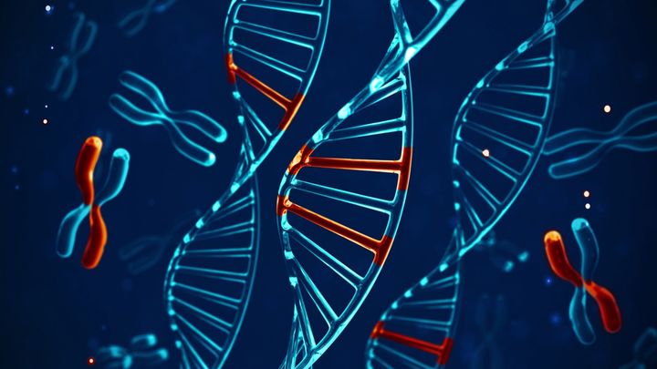 二足歩行を可能にした骨盤を変える遺伝子を特定