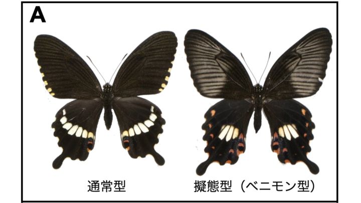 中間タイプを許さない？遺伝子が仕掛ける進化のチート