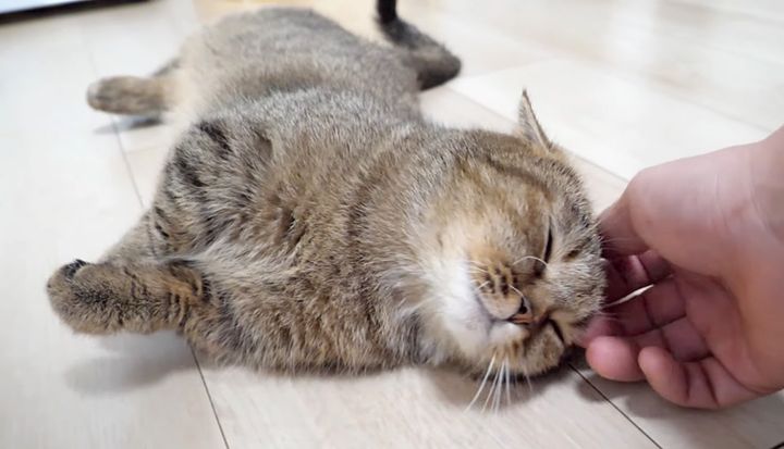 ナデナデされる猫