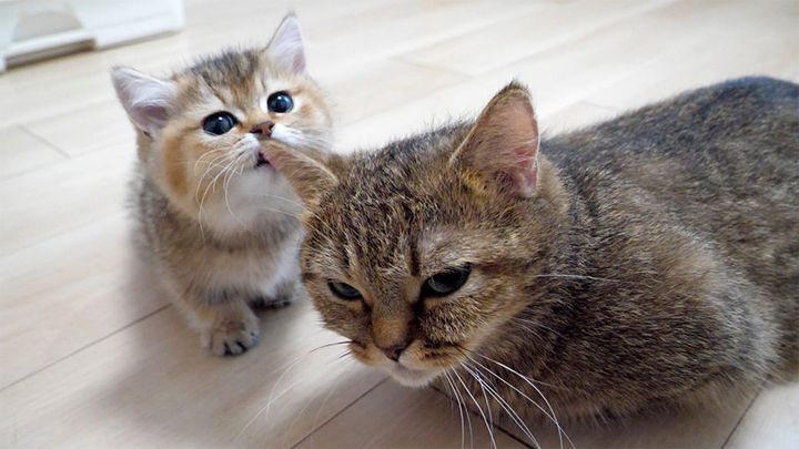 毛づくろいする子猫