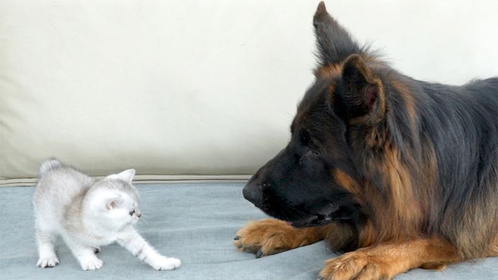 シェパードを怖がる子猫