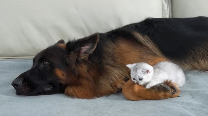 シェパードに寄り添う子猫