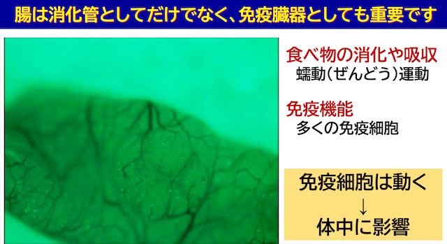 短鎖脂肪酸が免疫力のカギ？食物繊維と乳酸菌で整える腸のチカラ腸の画像