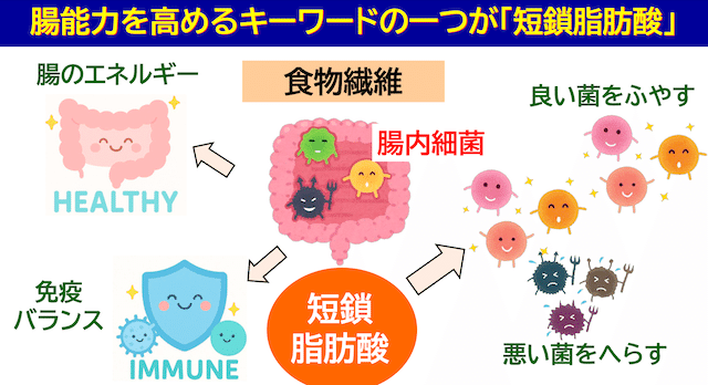 短鎖脂肪酸が免疫力のカギ？食物繊維と乳酸菌で整える腸のチカラ短鎖脂肪酸