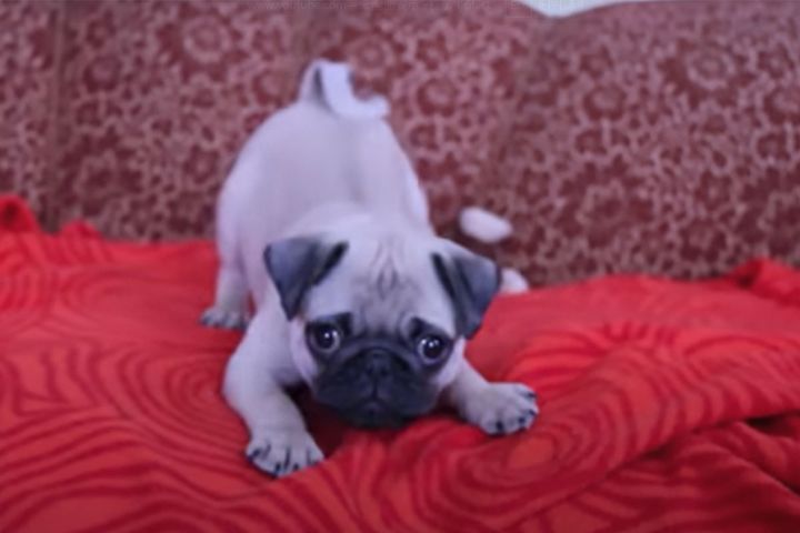 迫力のなさがカワイイ！！