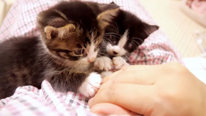 甘えん坊の子猫達