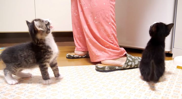 ご飯が食べたい子猫達