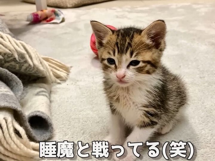 もっと遊びたいみたいだけど…