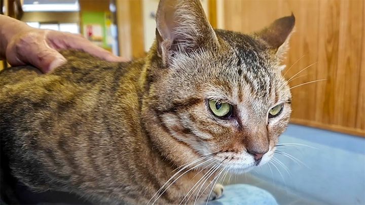 一緒に雨宿りしてくれる猫