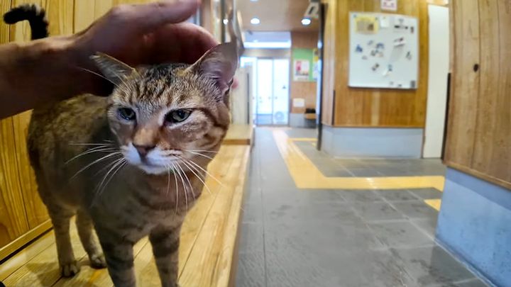 撫でられる猫