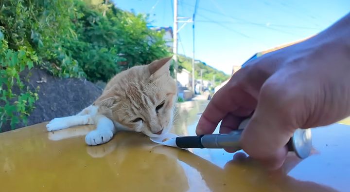 ちゅ〜るを食べる猫
