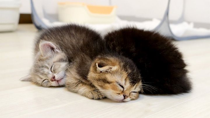 電池切れした子猫達