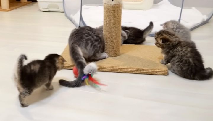 元気に遊ぶ子猫達