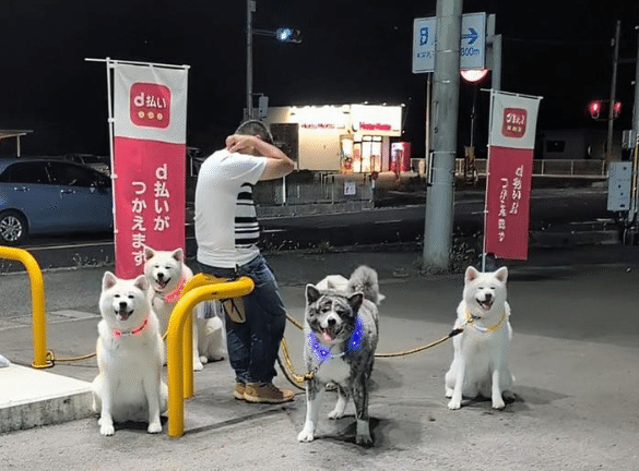 筆者は愛犬家で、とりわけ日本犬が大好きです。