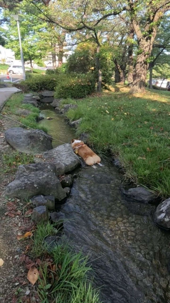 画像はぽた丸＠hipo_potamaruさんの投稿より、再掲