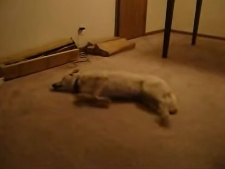 眠りながら走ってる！？