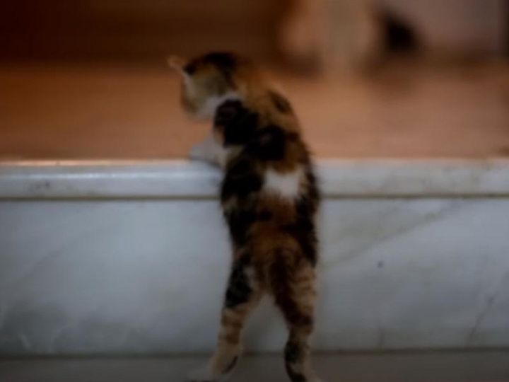 階段の上に行けなくて困っていると…