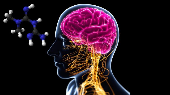 60年間知られなかった糖尿病治療薬の『脳』への意外な働き