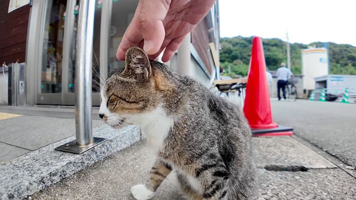ナデナデされる猫