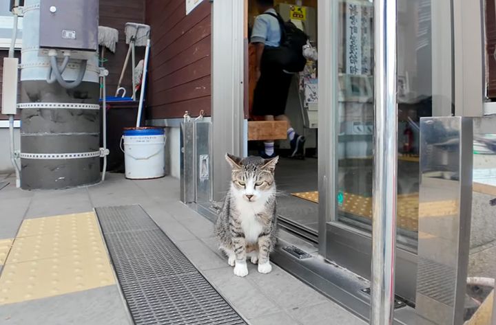 猫島の切符売り場から出てきた猫