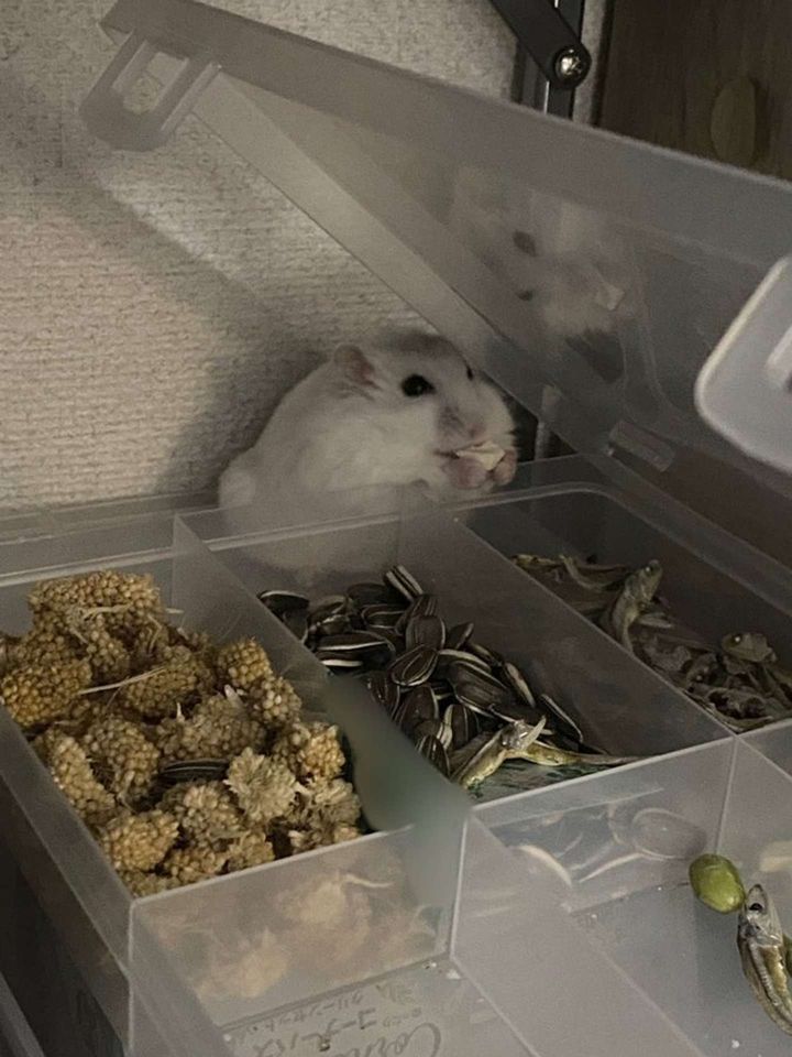 ふたを閉め忘れた結果...（画像提供：自慢のハムスター（＠HAM_NO_WAKUSEI）さん、再掲）