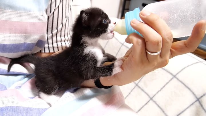 ミルクを飲む子猫
