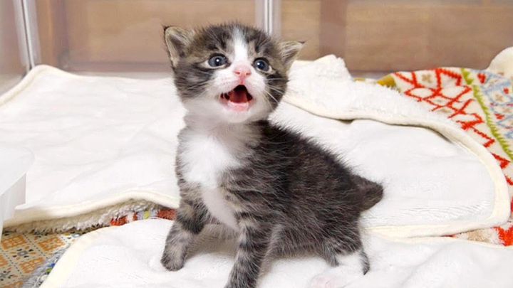 鳴く子猫