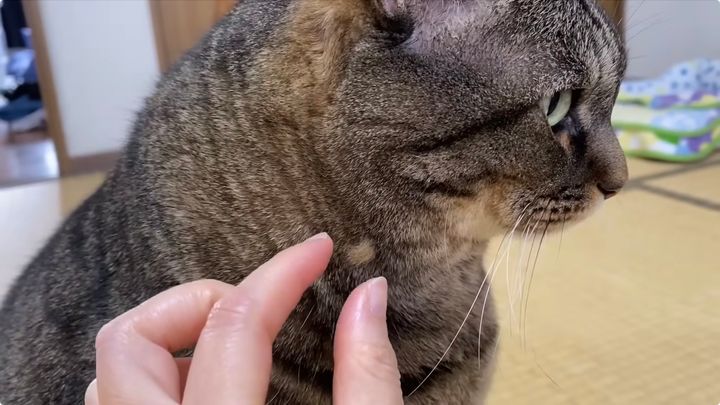 「スポッ」だと思わせておいてそうきたか、ズルズル抜ける猫のホワ毛よ