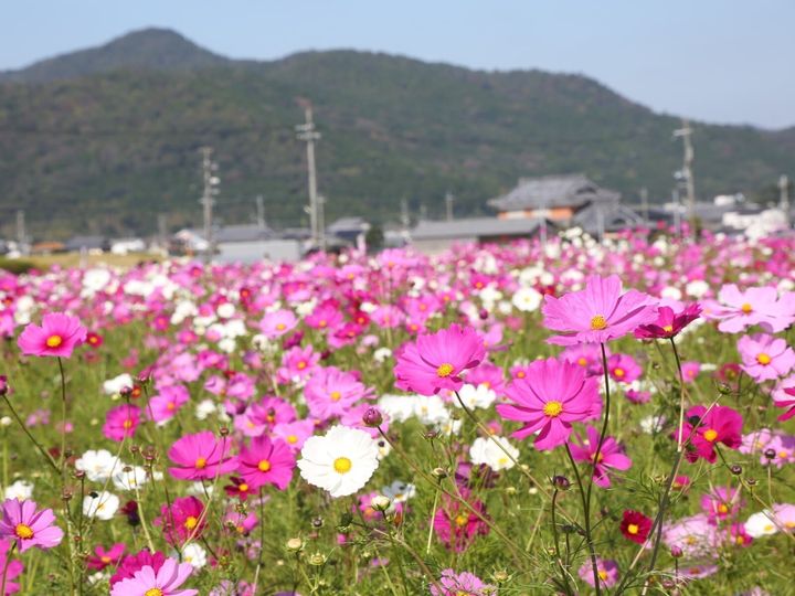 All About ニュース編集部は「コスモスの名所」に関するアンケート調査を実施。「好き＆行ってみたい近畿地方のコスモスの名所」ランキングで1位に選ばれたのは？