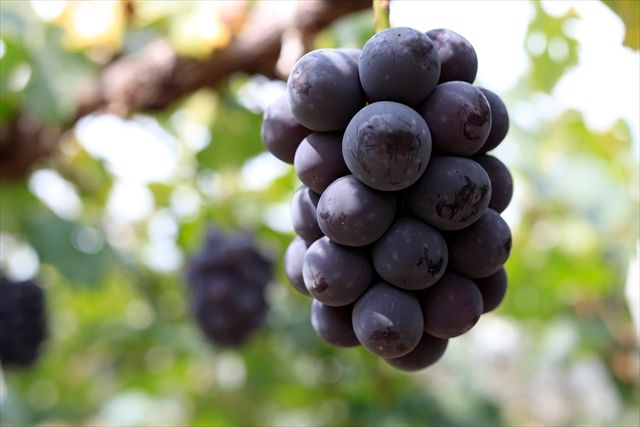 岡山県ぶどう２